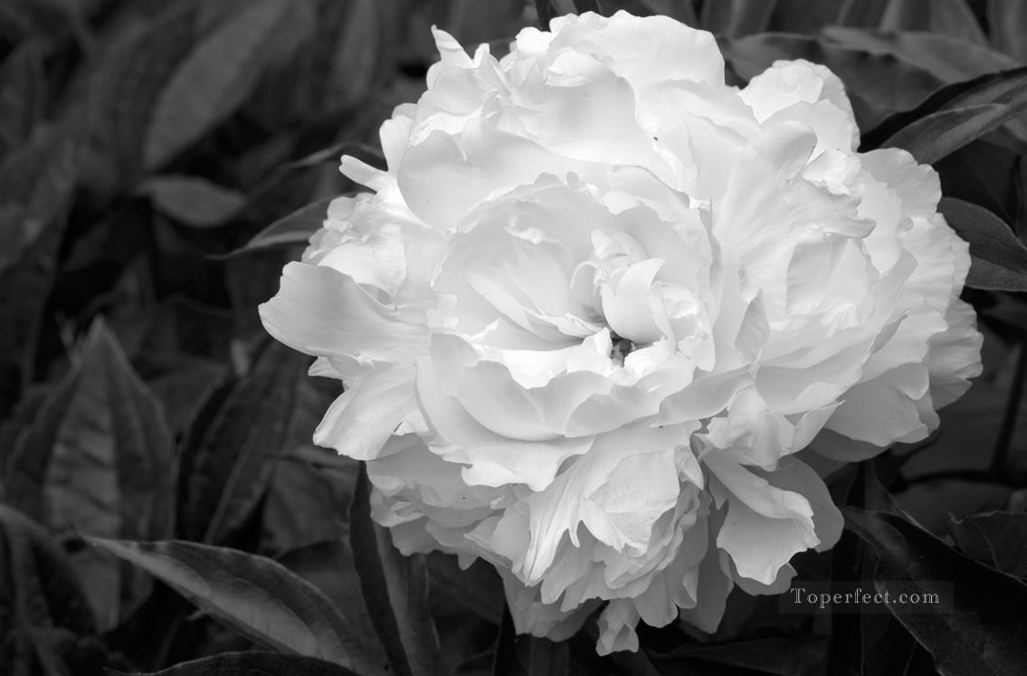 xsh497 黒と白の花油絵